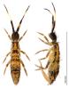 Orchesella flavescens